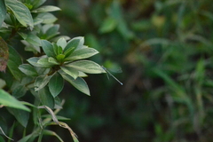 Pseudagrion kersteni