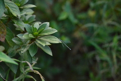 Pseudagrion kersteni