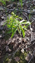 Ranunculus cassubicus