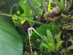 Masdevallia picturata