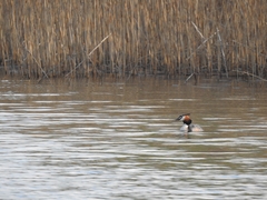Podiceps cristatus