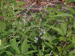 Vitex negundo cannabifolia