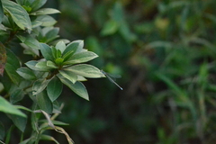 Pseudagrion kersteni