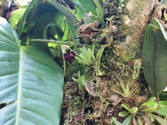 Masdevallia picturata