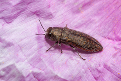 Acmaeodera cisti