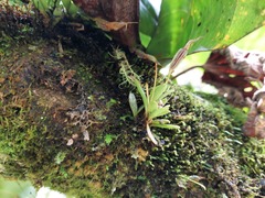 Masdevallia picturata