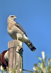 Circaetus fasciolatus