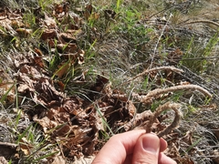 Phleum hirsutum