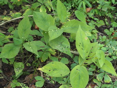 Persicaria limbata