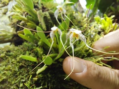 Masdevallia picturata