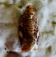 Archips argyrospila