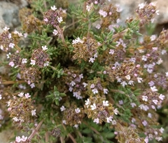 Thymus hyemalis