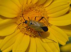 Calocoris nemoralis