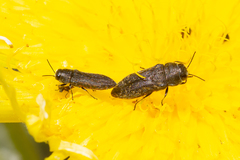 Acmaeodera cisti