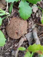 Andricus quercusradicis