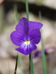 Viola bubanii