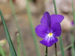 Viola bubanii