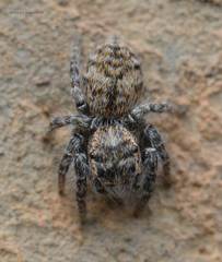 Philaeus chrysops