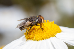 Miltogramma aurifrons