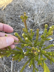 Diosma guthriei