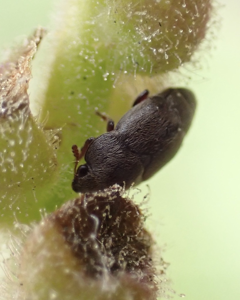 Brachypterolus antirrhini
