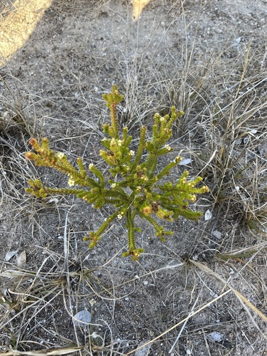Image of Limestone Bitterbuchu (Diosma guthriei) by (c) Charleen Brunke, some rights reserved (CC BY)