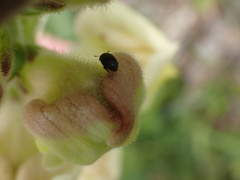 Brachypterolus antirrhini