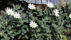 Cerastium pyrenaicum