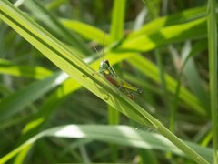 Parascopas