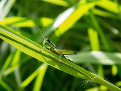 Parascopas