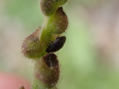 Brachypterolus antirrhini