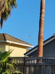 Columba livia domestica