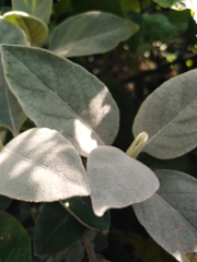 Barleria albostellata