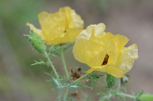 Image of Golden Pricklypoppy (Argemone aenea) by no rights reserved
