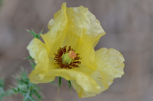 Image of Golden Pricklypoppy (Argemone aenea) by no rights reserved