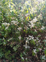 Barleria albostellata