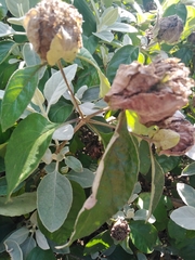 Barleria albostellata