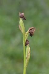 Ophrys