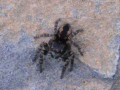 Philaeus chrysops