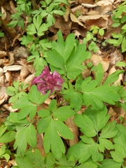 Corydalis cava