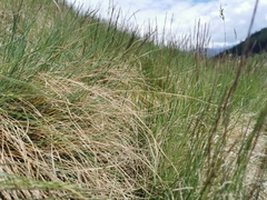Festuca rupicola