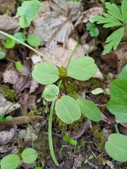 Impatiens parviflora