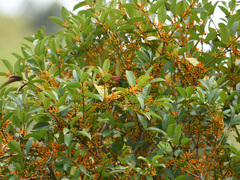 Macrosolen cochinchinensis