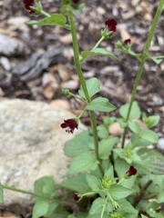 Scrophularia peregrina