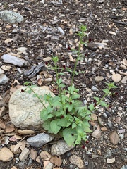 Scrophularia peregrina