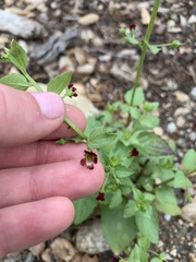 Scrophularia peregrina