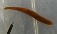 Erpobdella octoculata