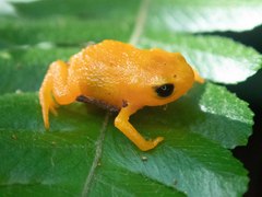 Brachycephalus rotenbergae