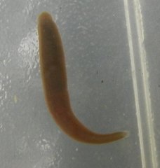 Erpobdella octoculata