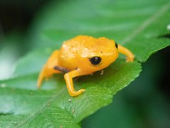 Brachycephalus rotenbergae